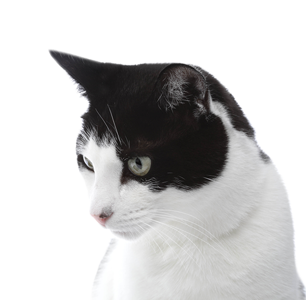 cat staring