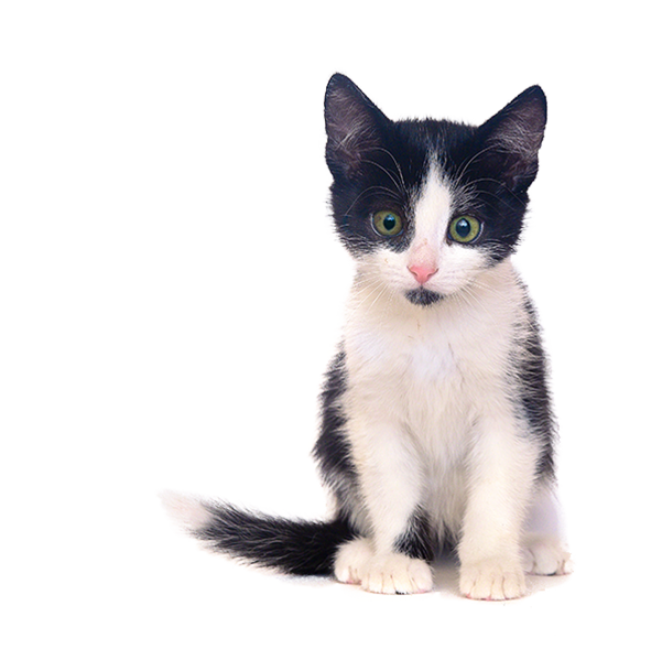kitten