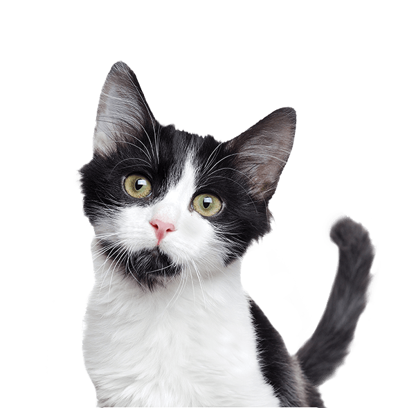kitten